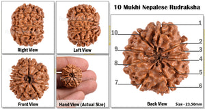 10 Mukhi Nepalese Rudraksha - Bead No. 127