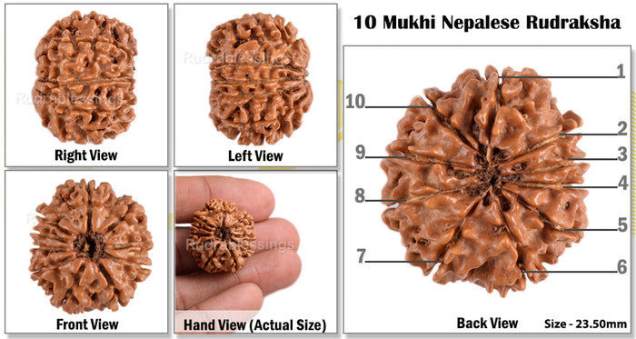 10 Mukhi Nepalese Rudraksha - Bead No. 127