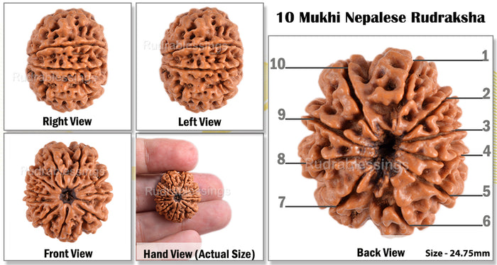 10 Mukhi Nepalese Rudraksha - Bead No. 128