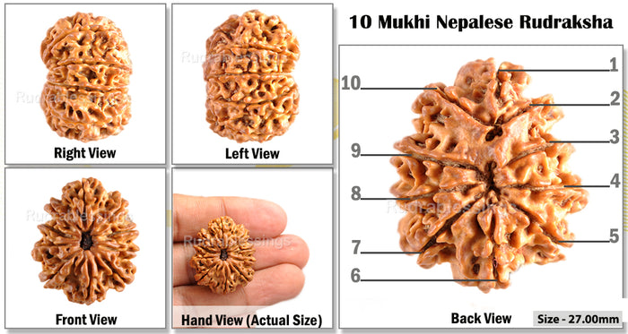 10 Mukhi Nepalese Rudraksha - Bead No. 131