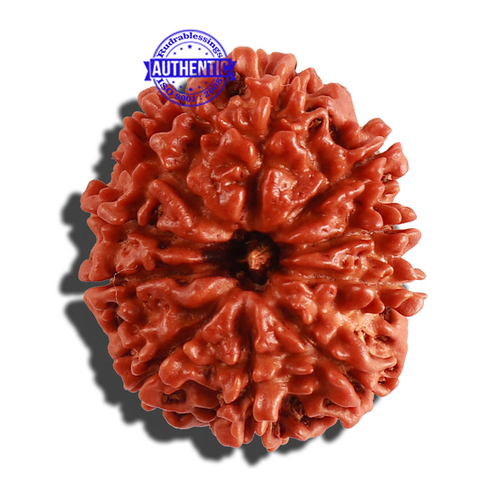 10 Mukhi Nepalese Rudraksha - Bead No 145