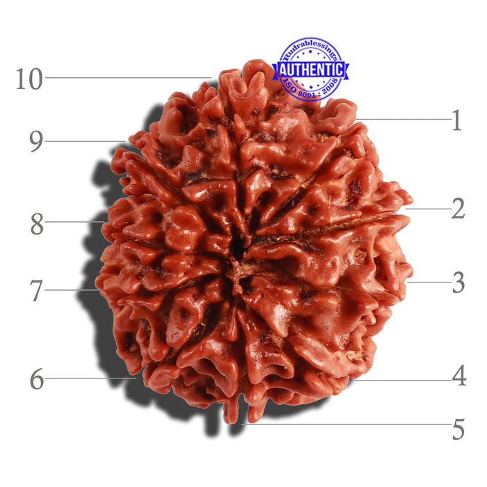 10 Mukhi Nepalese Rudraksha - Bead No 145