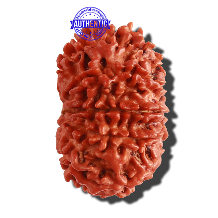 10 Mukhi Nepalese Rudraksha - Bead No 145
