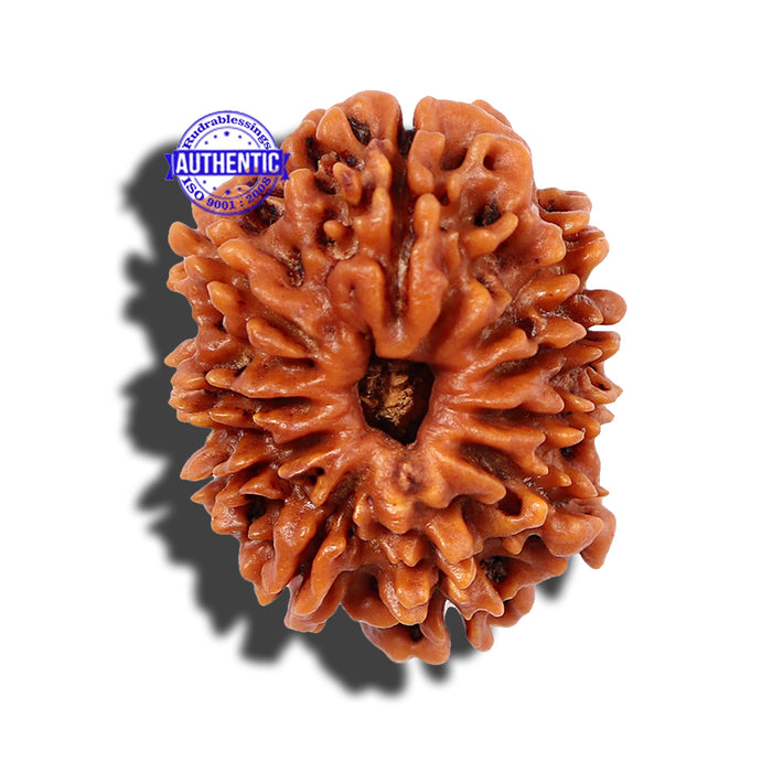 10 Mukhi Nepalese Rudraksha - Bead No 176