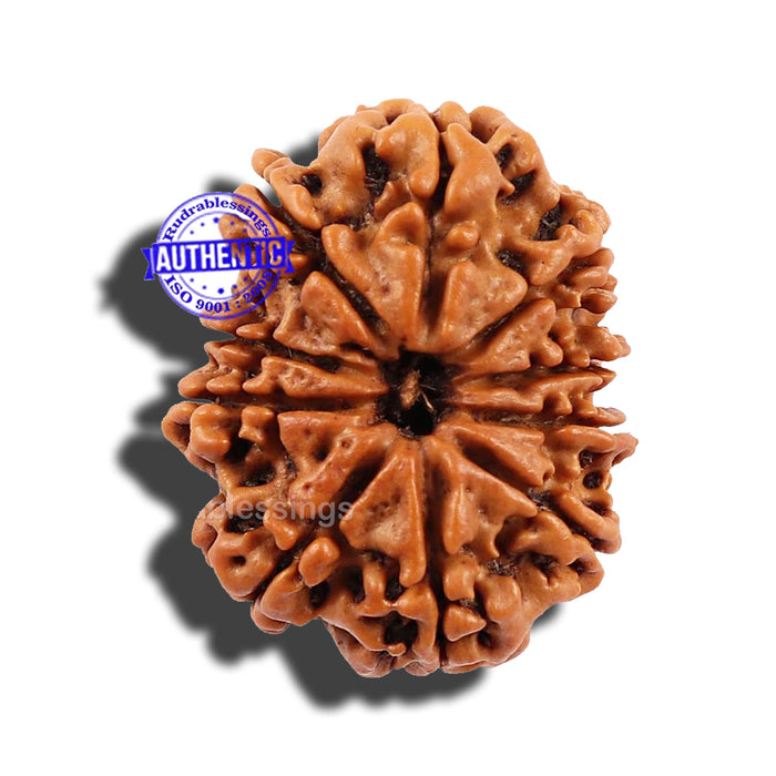 10 Mukhi Nepalese Rudraksha - Bead No 191