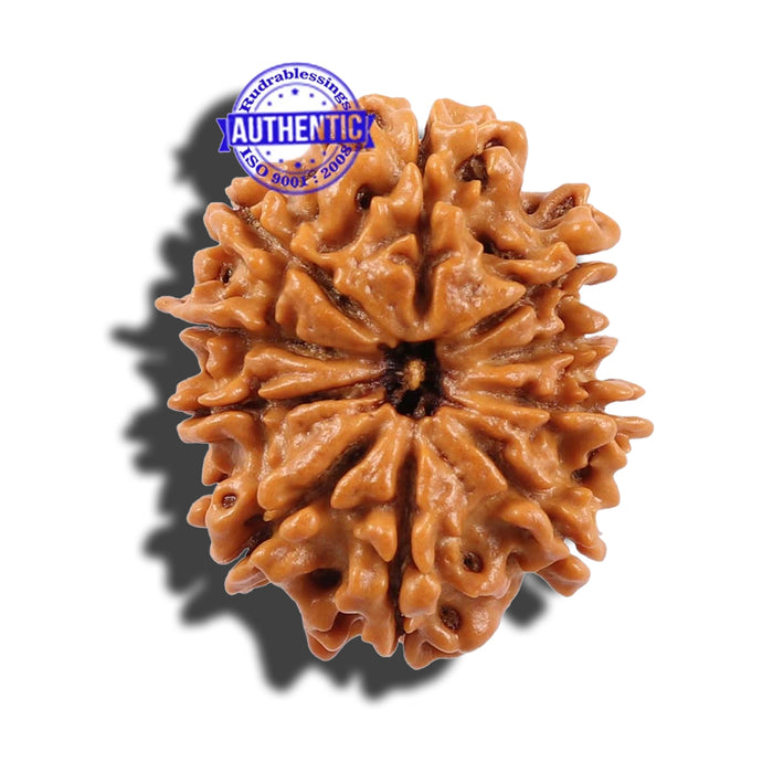10 Mukhi Nepalese Rudraksha - Bead No 193
