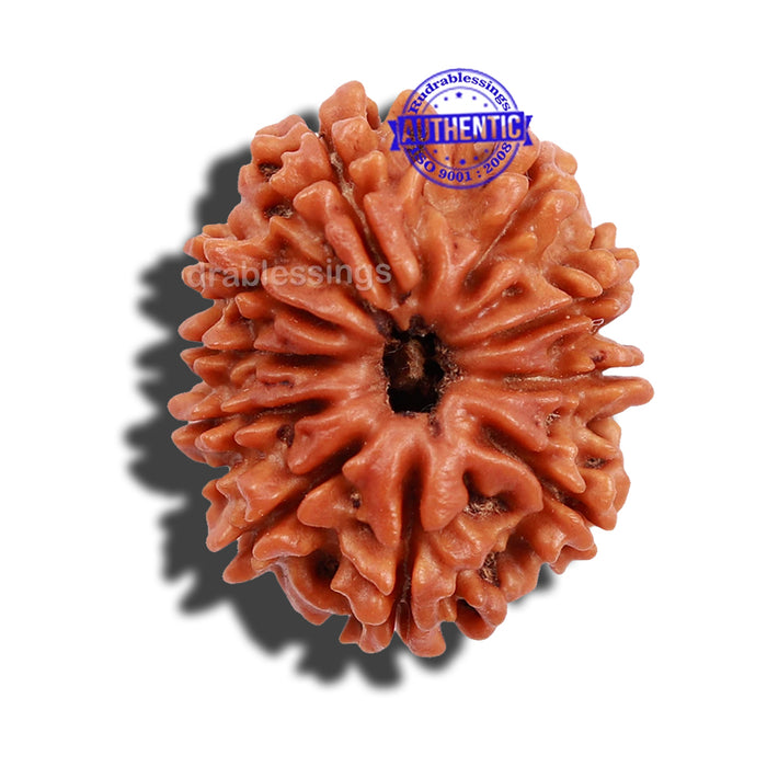 10 Mukhi Nepalese Rudraksha - Bead No 202