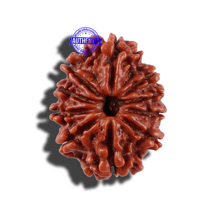 10 Mukhi Nepalese Rudraksha - Bead No. 207