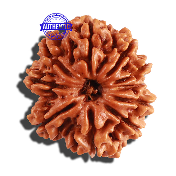 10 Mukhi Nepalese Rudraksha - Bead No 214