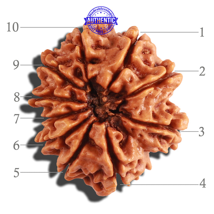 10 Mukhi Nepalese Rudraksha - Bead No 214