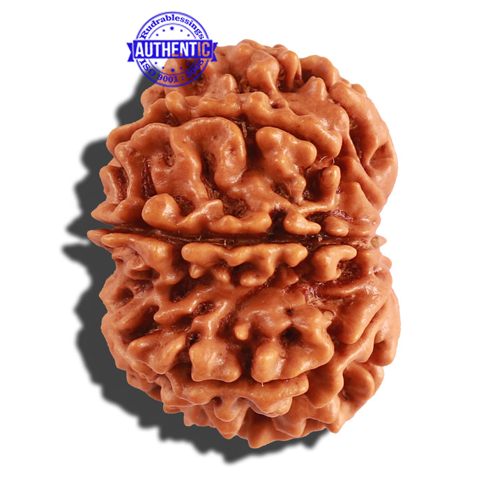 10 Mukhi Nepalese Rudraksha - Bead No 214