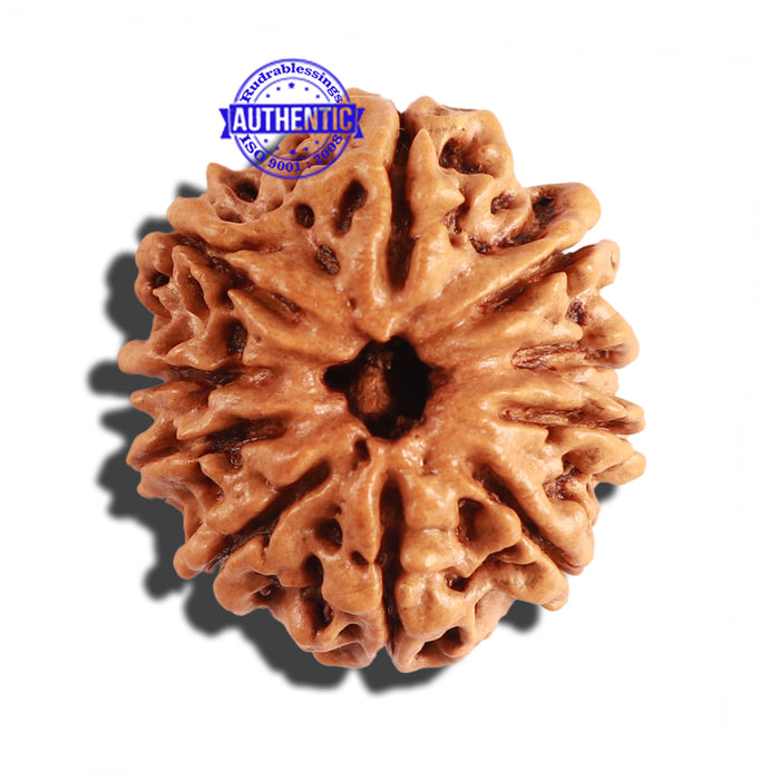 10 Mukhi Nepalese Rudraksha - Bead No. 215