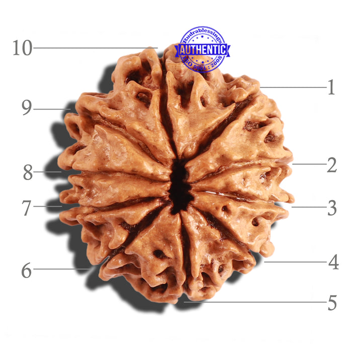 10 Mukhi Nepalese Rudraksha - Bead No. 215