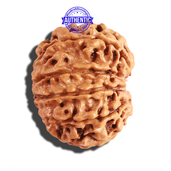 10 Mukhi Nepalese Rudraksha - Bead No. 215