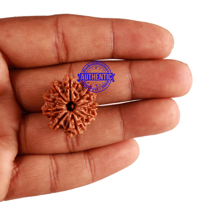 10 Mukhi Nepalese Rudraksha - Bead No 216