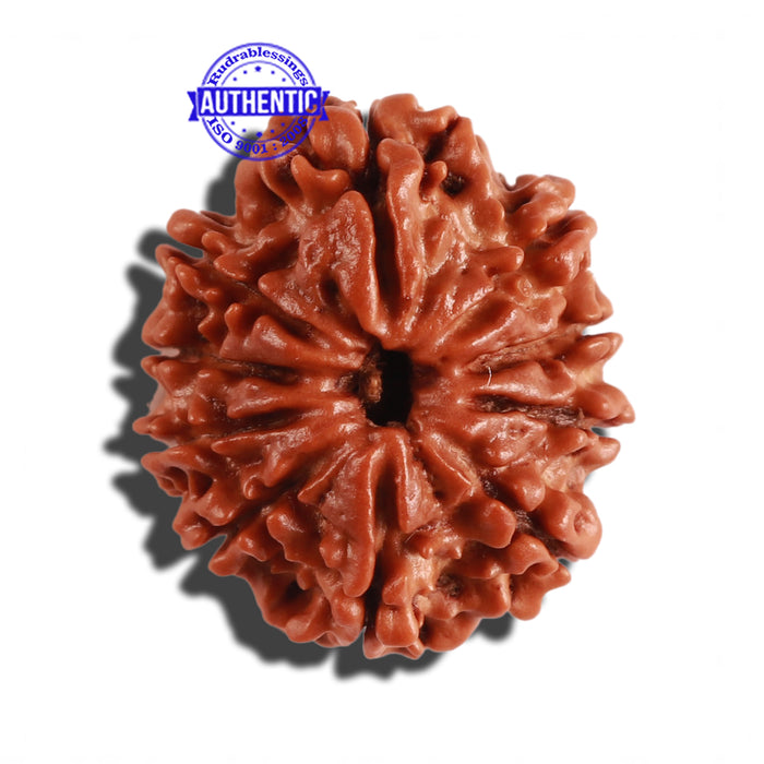 10 Mukhi Nepalese Rudraksha - Bead No. 217