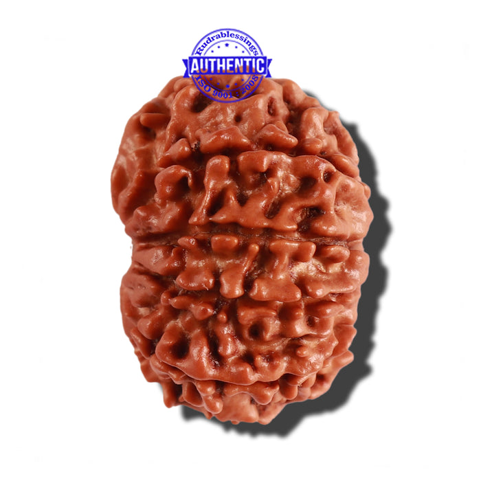10 Mukhi Nepalese Rudraksha - Bead No. 217