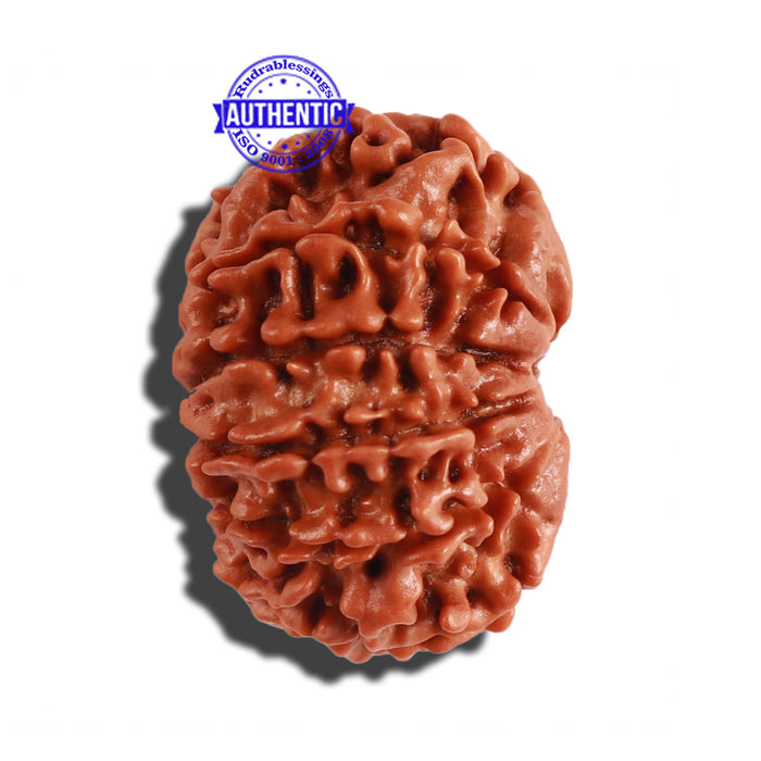 10 Mukhi Nepalese Rudraksha - Bead No. 217