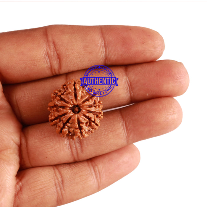 10 Mukhi Nepalese Rudraksha - Bead No. 218
