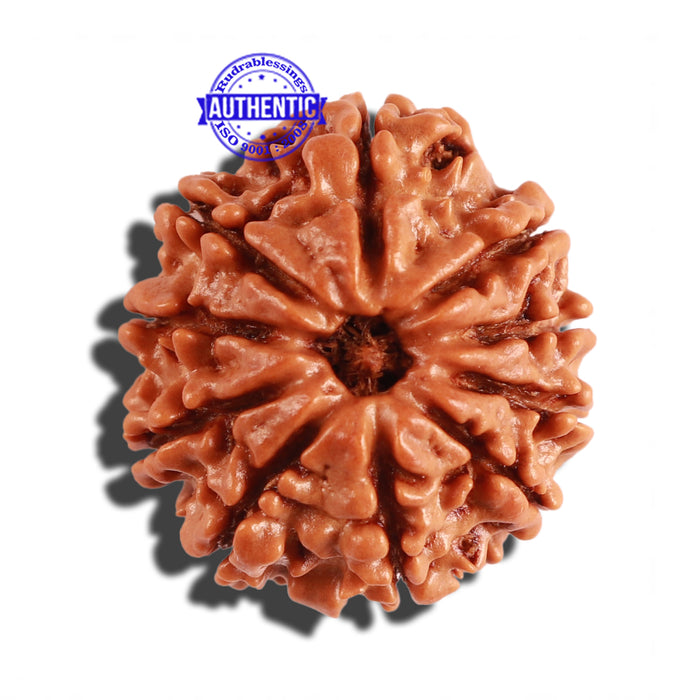 10 Mukhi Nepalese Rudraksha - Bead No. 218