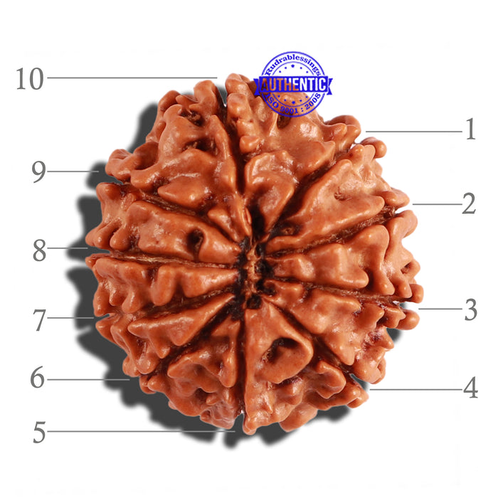 10 Mukhi Nepalese Rudraksha - Bead No. 218