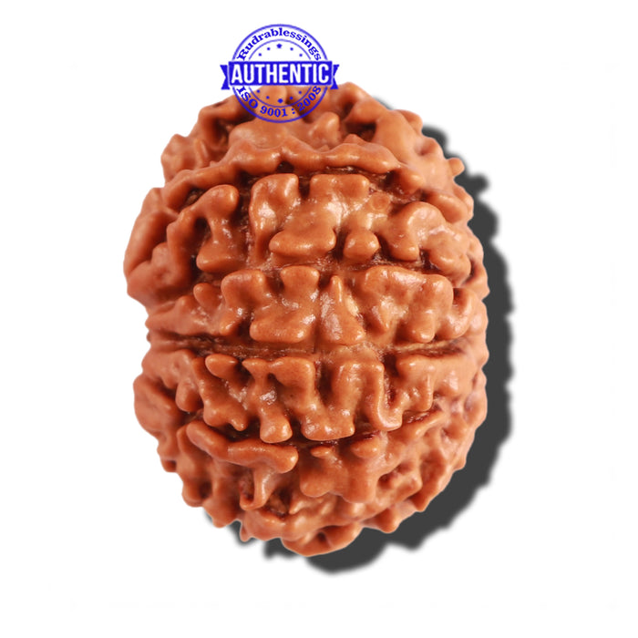 10 Mukhi Nepalese Rudraksha - Bead No. 218