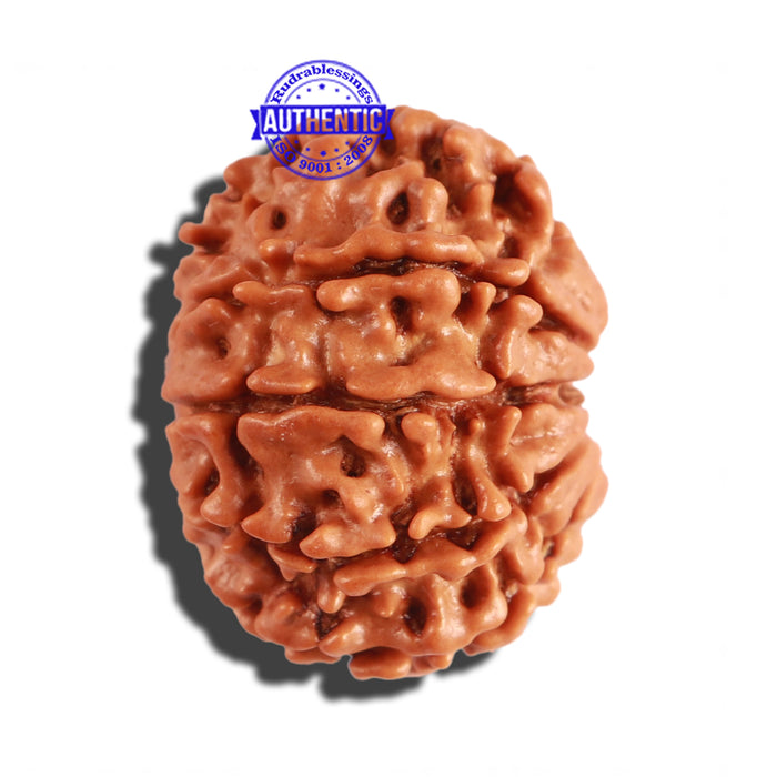 10 Mukhi Nepalese Rudraksha - Bead No. 218