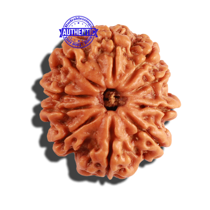 10 Mukhi Nepalese Rudraksha - Bead No. 219