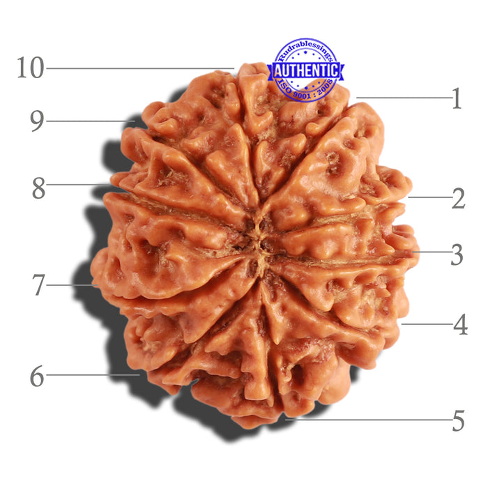 10 Mukhi Nepalese Rudraksha - Bead No. 219