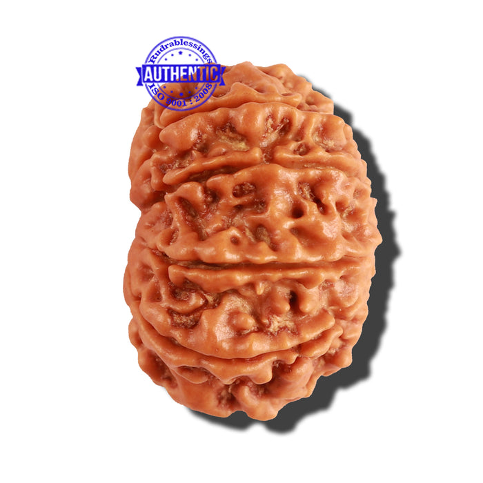 10 Mukhi Nepalese Rudraksha - Bead No. 219