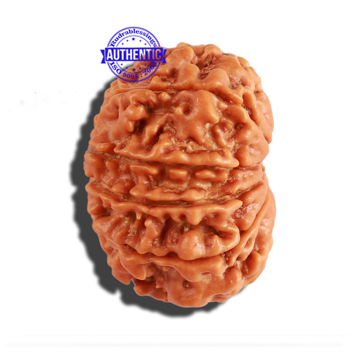 10 Mukhi Nepalese Rudraksha - Bead No. 219