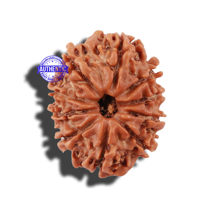 10 Mukhi Nepalese Rudraksha - Bead No 22