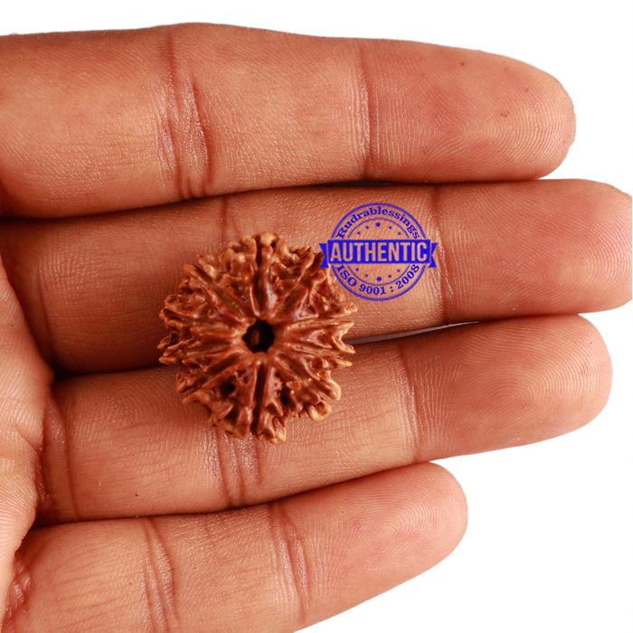 10 Mukhi Nepalese Rudraksha - Bead No. 220