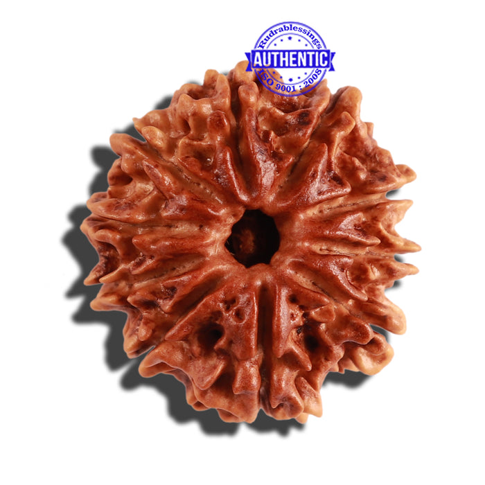 10 Mukhi Nepalese Rudraksha - Bead No. 220