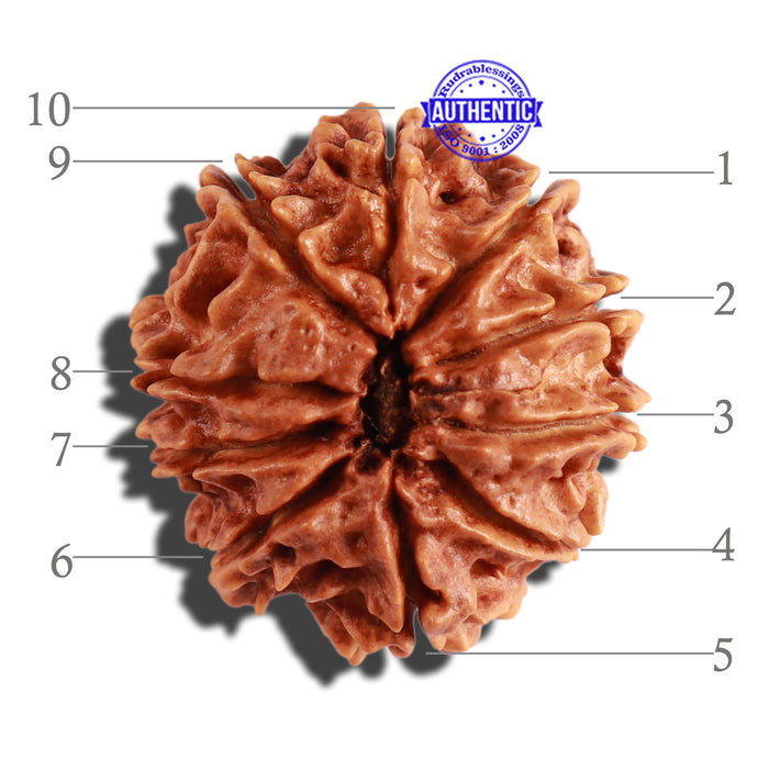 10 Mukhi Nepalese Rudraksha - Bead No. 220