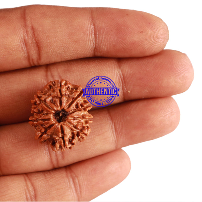 10 Mukhi Nepalese Rudraksha - Bead No. 221