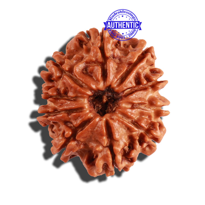 10 Mukhi Nepalese Rudraksha - Bead No. 221