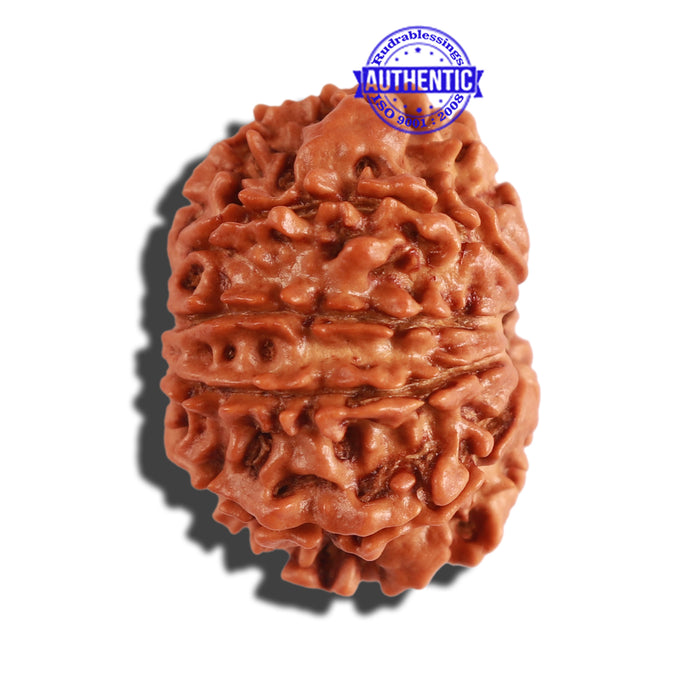 10 Mukhi Nepalese Rudraksha - Bead No. 221