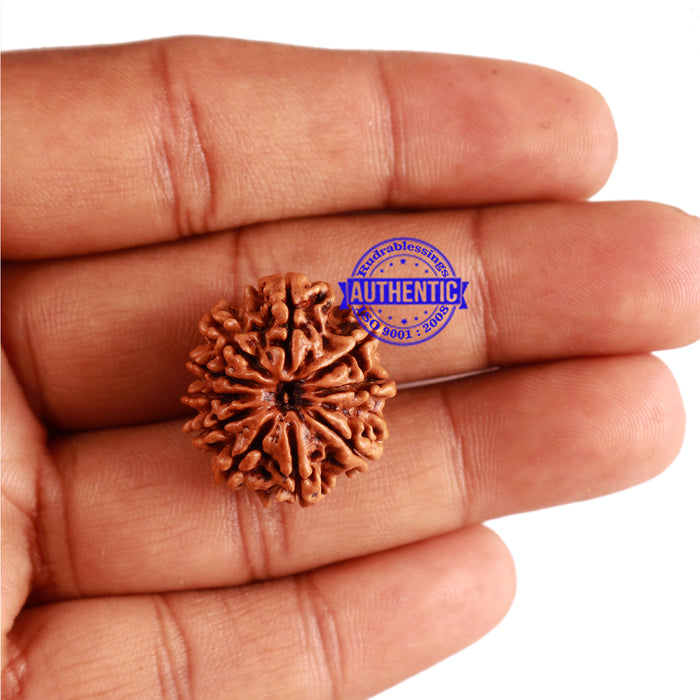 10 Mukhi Nepalese Rudraksha - Bead No. 222