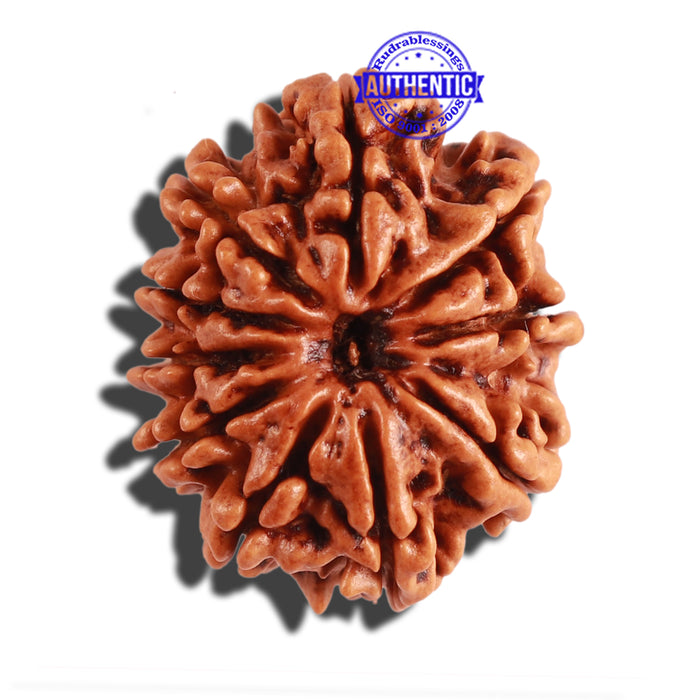 10 Mukhi Nepalese Rudraksha - Bead No. 222