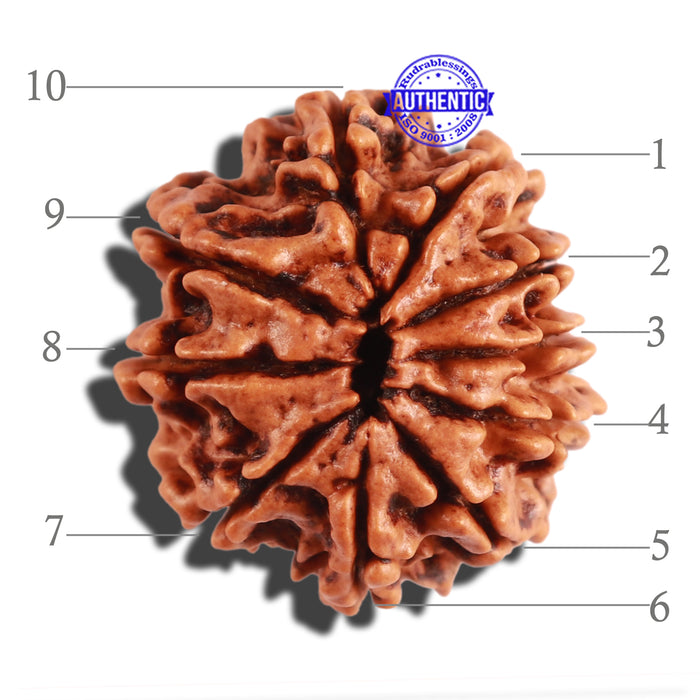 10 Mukhi Nepalese Rudraksha - Bead No. 222