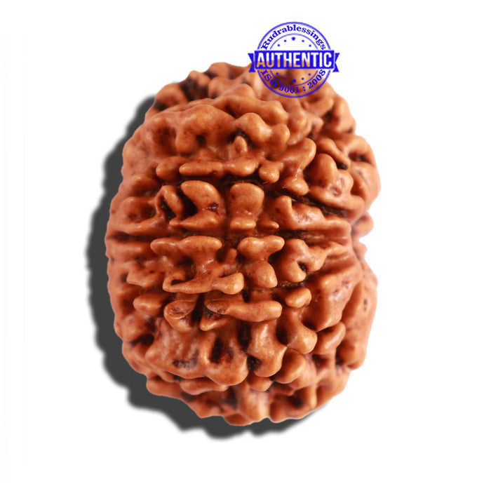 10 Mukhi Nepalese Rudraksha - Bead No. 222
