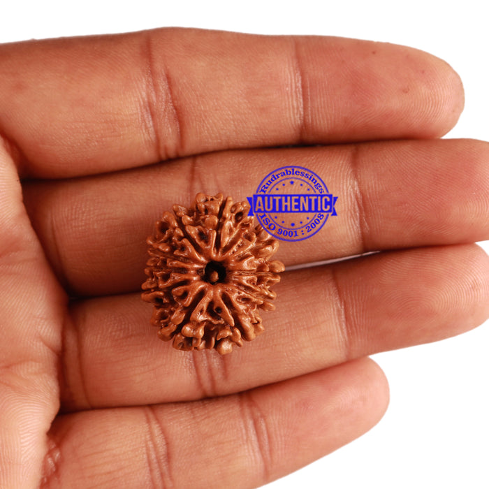 10 Mukhi Nepalese Rudraksha - Bead No. 223