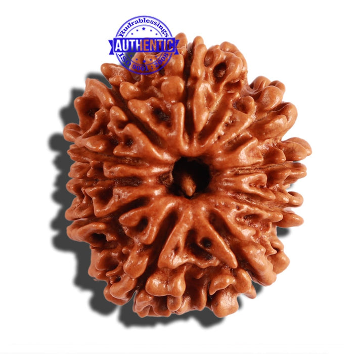 10 Mukhi Nepalese Rudraksha - Bead No. 223