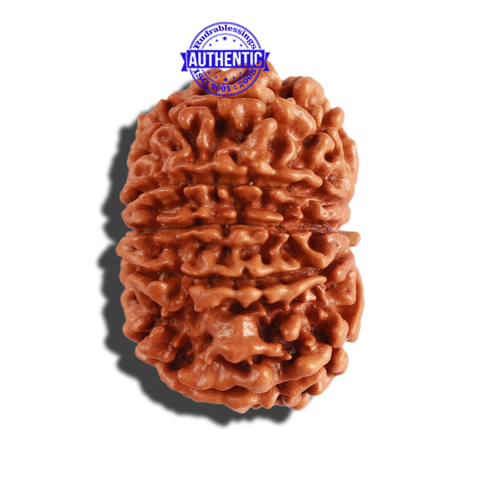 10 Mukhi Nepalese Rudraksha - Bead No. 223