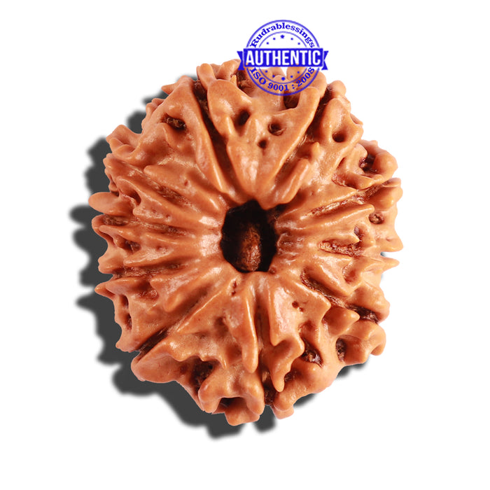 10 Mukhi Nepalese Rudraksha - Bead No. 224