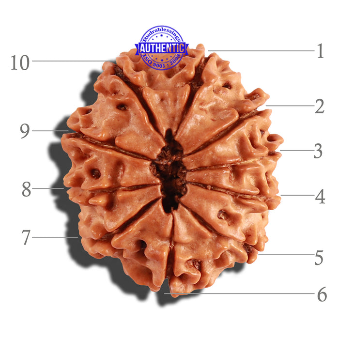 10 Mukhi Nepalese Rudraksha - Bead No. 224