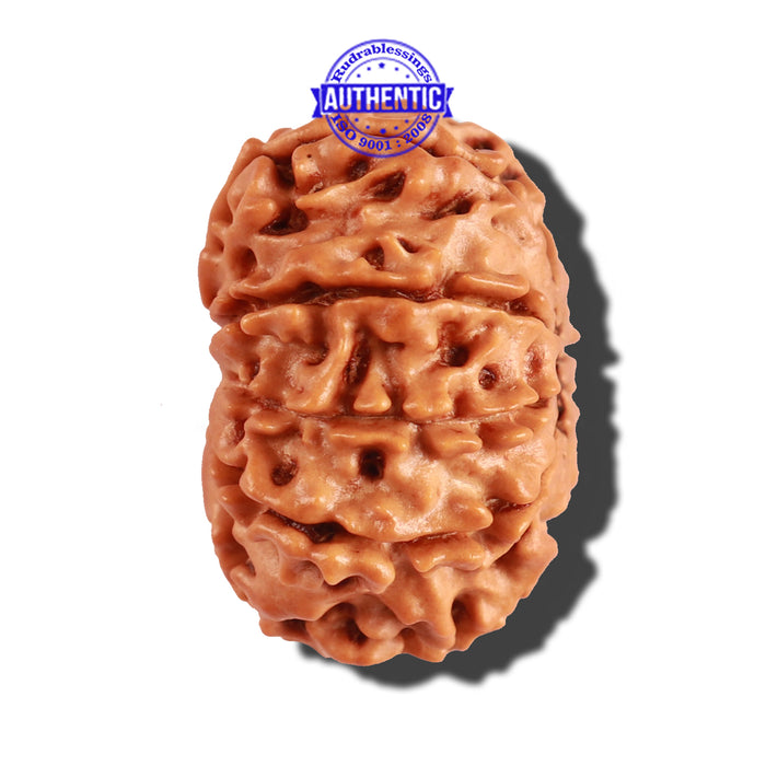 10 Mukhi Nepalese Rudraksha - Bead No. 224