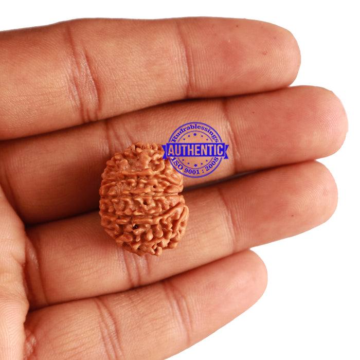 10 Mukhi Nepalese Rudraksha - Bead No. 227