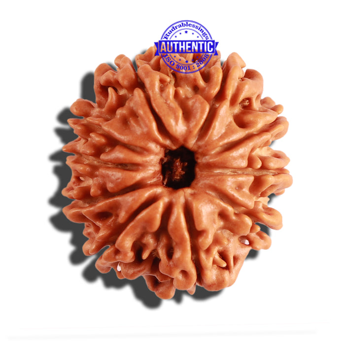 10 Mukhi Nepalese Rudraksha - Bead No. 227